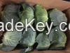 Fresh Cabbage 