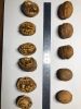 In-shell walnut, high ...