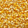 best quality Yellow maize for export