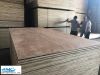 VIETNAM PACKING PLYWOOD