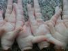 Frozen chicken feet