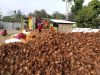 Coconut Shells