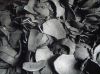Coconut Shell Charcoal