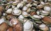 Frozen Seafood Frozen ...