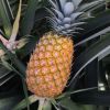 ANANA'