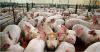 Cheap live pigs for sa...