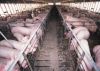 Cheap live pigs for sa...
