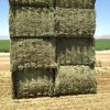 Bales Packaging and Alfalfa Hay Variety high quality alfalfa hay