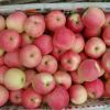 Fresh Royal Gala Apple, Fuji Apple, Red Delicious Apples