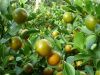 DRIED KUMQUAT FROM VIETNAM