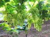 Fresh Grapes