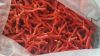 RED MEDITERRANEAN CORAL