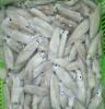 Frozen Whole Round thailand  Loligo Squid
