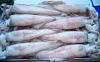 Frozen Whole Round thailand  Loligo Squid