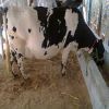 Pregnant Holstein Heif...