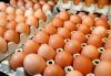 2019 Premium Farm Fresh Chicken Table Eggs Brown and White Shell Chicken Eggs Fresh white and brown chicken eggs