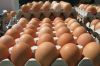 2019 Premium Farm Fresh Chicken Table Eggs Brown and White Shell Chicken Eggs Fresh white and brown chicken eggs