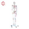 180cm tall with muscles and ligaments human skeleton models