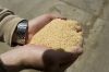 Soybean Meal (With A 50% Soy Protein)