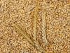 Feed Barley For Animal...