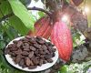 Sun Dried Cocoa Beans(...