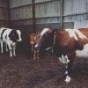  Cows Alive Pregnant Holstein Heifers 