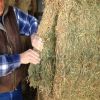 High Quality Animal Feed Alfalfa Hay From Ukraine