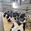  Cows Alive Pregnant Holstein Heifers 