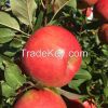 RED FUJI APPLES 