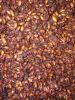 Dried miracle berry seed Synsepalum dulcificum