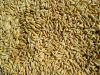 Barley and barley seeds! Best price! Worldwide delivery!