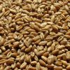 Barley and barley seeds! Best price! Worldwide delivery!