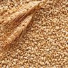 Ukrainian High Quality Selected Wheat