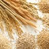 Ukrainian High Quality Selected Wheat