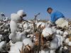 Cotton Bales