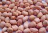 Bold Peanuts