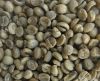 green Arabica coffee b...