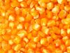 Maize | Maize Exporter...