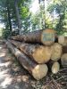 Spruce 14-18cm / 20+cm 11.5 m +0.3 free trim logs from Germany