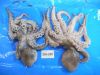 FROZEN OCTOPUS WHOLE R...