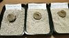 dust free and quick clumping bentonite cat litter/pet sand