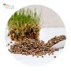 Ukrainian Best Selling Pigeon Feed, Decorative Bird Feed, Raw Materials