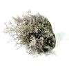 Limonium mill love gift of festival dry flower