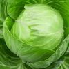 Fresh Cabbage For Sale