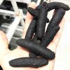 Turkish Sea Cucumber D...