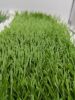 school artificial grass carpets for football stadium