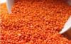 Lentils Beans, Vanilla...