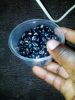 Mucuna Pruriens Seeds/...