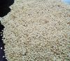 Sudan Natural White se...