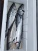 Frozen Tilapia Fish, F...